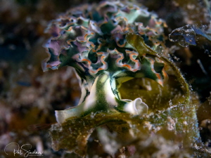 less than 2cm Lettuce Leaf sea slug - smallest I have eve... by Patricia Sinclair 